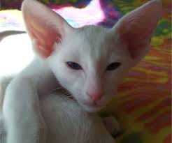 When the city was destroyed by invaders, describes and shows a variety of cats native to the area. Oriental Shorthair Wikipedia