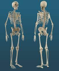 Structure of bone|anatomy of bone|3d animation|biologyit is important for bones to be strong to support our body weight and in some cases provide protection. Textured Human Skeleton 3d Model Obj Cgi Coffee