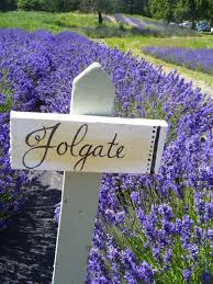 Folgate Lavender My Favorite Lavender Festival Sequim Wa Lovely Lavender Lavender Farm Lavender Garden