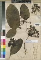 Image result for Ixora brachypoda