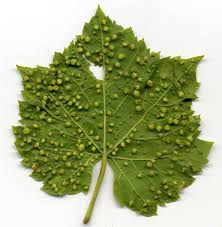 Plant leaf identification overview dataset dependencies instructions project structure methodology 1. The Insects Behind The Weird Growths On Plants