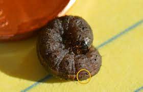 Cutworms will eat just about any type of plant. Cutworms In Home Gardens Umn Extension