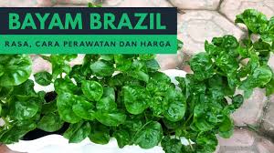 Di sini kami kompilasikan 12 resepi bayam … Rasa Bayam Brazil Cara Perawatan Dan Harganya Brazilian Spinach Youtube