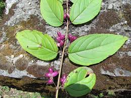 Image result for Laggera gracilis