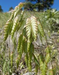 Image result for Pseudobromus