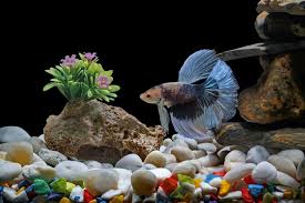 Betta Fish Hiding Factors In Timid Behavior And Changes Betta Source