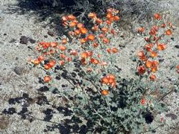 Globe mallow is a common name for the plant genus sphaeralcea, a … read more. Sphaeralcea Ambigua Desert Globemallow Native Plants Of North America