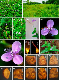 Image result for Murdannia semiteres