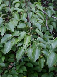 Image result for Maprounea