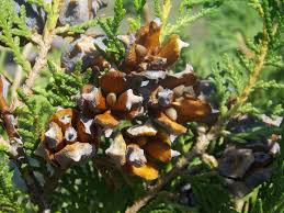 Image result for Platycladus orientalis