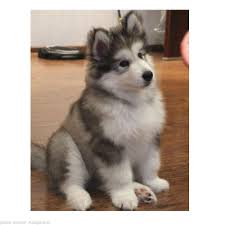 High to low nearest first. The 8 Crore Alaskan Malamute Oliver Pet Care
