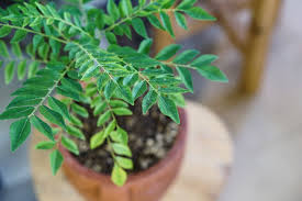 The fruit is edible, but the seed is poisonous and must be removed prior to use. How To Grow And Care For Curry Trees