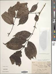 Image result for Tricalysia pallens