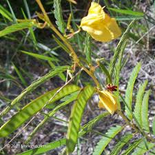 Image result for Chamaecrista