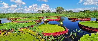 Image result for Bothriocline monocephala