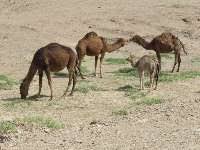 نتيجه تصويري براي شتر در روستاي گورزين