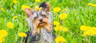 If you have other pets, do not introduce the yorkie immediately. Yorkie Cost How Much Are They With Real Breeder Prices