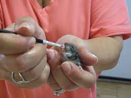 My Wife Feeding Baby Mouse Yep That S A Paint Brush Baby Feeding Baby Mouse Cool Stuff