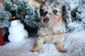 Black And Cream Mini Dachshund Black And Cream Miniature Dachshund Akc Breeder Dachshund Puppy Miniature Dachshund Puppies Miniature Dachshund Breeders