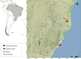 Image result for Trichilia prieuriana