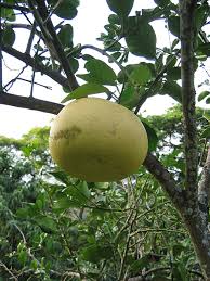 Image result for Citrus maxima