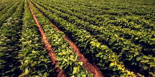 Actinomycetes and fungi were successfully isolated from both new zealand and malaysian marine invertebrates and classified as facultatively marine based on their ability to grow on yaya rukayadi's lab. Abnaa Sinai Transport Logistics