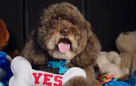 Mercedes Benz Glb Suv Dogs Nothing But Yes Commercial