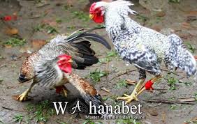 Trying to find an online gambling site that can be trusted in the current era since it is today. Tradisi Sabung Ayam Di Malaysia Yang Belum Banyak Di Ketahui