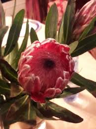 Image result for Ascolepis protea