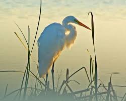 Water Birds Of Northern Illinois Great Egret Rising Image Credit Flickr User Terry Davies Photography Birds Painting Coastal Birds Pretty Birds