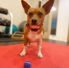 RAINING CATS AND DOGS! A rainy day at my house means one thing: a FlowPoint  Method basement gym workout interrupted by frequent games of fetch.My  husband took Shelby and Sandy for a