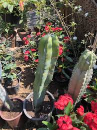 In case of having these, they will be brownish and be 0.5 to 2 cm long. Does This Identify As The Psychoactive San Pedro Cactus I Found It In Egypt One On The Left Psychoactivecactus