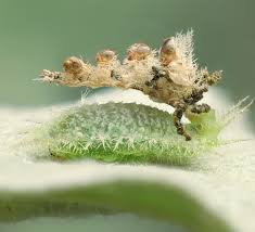 Image result for Tridactyle virgula