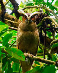 Image result for Leptochloa obtusiflora