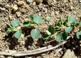 Image result for Euphorbia serpens