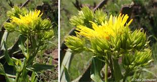 Image result for Berkheya carlinopsis