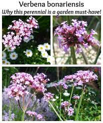 Pin On Garden And Landscaping
