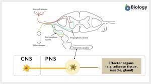 Also, depending on their size and location, these cysts can make some. Ganglia Definition And Examples Biology Online Dictionary