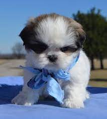 Check spelling or type a new query. Shih Tzu Puppy For Sale In Tucson Az Adn 25154 On Puppyfinder Com Gender Female Age 9 Weeks Old Shih Tzu Puppy Puppies Shih Tzu