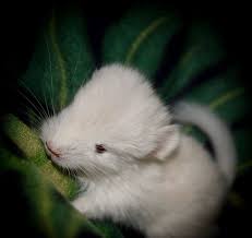 Cage and accessories are included in sale. 2 Day Old Goldbar Baby Chin Animals Cute Animals Chinchilla