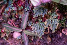 Image result for Selaginella afrorum