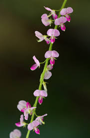 Image result for Pleurolobus