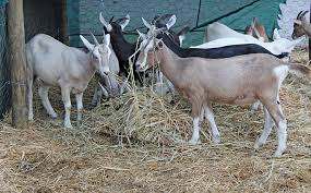 The toggenburg is a swiss dairy goat from toggenburg valley of switzerland at obertoggenburg. A Sturdy Breed Some Toggenburg Basics