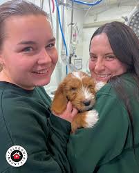 ✨ Puppy checkup day! ✨ Nothing brightens a vet's morning like a lap full of  wiggly first-exam puppies. You can never have enough puppy snuggles 😍  #vetmed #columbiavalleyvet #Vetclinic #vettech #canalflats #vettechlife #