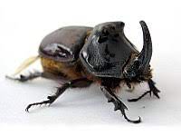 Oryctes nasicornis chersonensis minck, 1915. European Rhinoceros Beetle Wikipedia