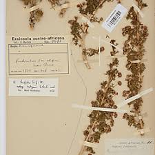 Image result for Euryops subcarnosus