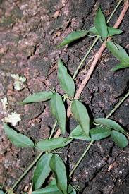 Image result for Dolichandra unguis-cati