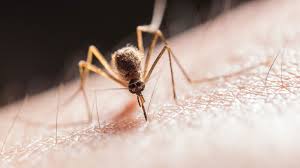 Klinik und prognose hängen maßgeblich von der plasmodiumart ab Impfen In Hamburg Impfcentrum St Pauli Reise Impfungen Gelbfieber Impfung Informationen Zur Malaria Impfcentrum In Hamburg Luneburg Und Dortmund