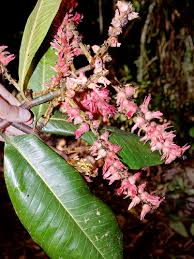 Image result for Triplaris americana