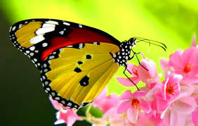 Resultado de imagem para fotos de borboletas